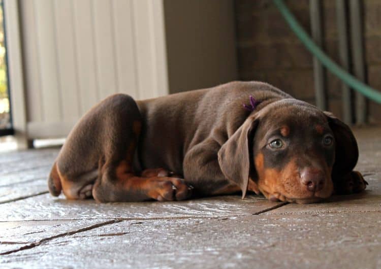 red and rust female doberman puppy