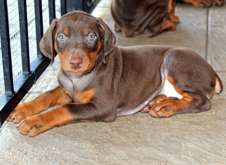 red and rust female doberman puppy