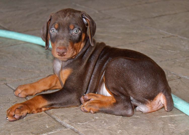 red and rust female doberman puppy