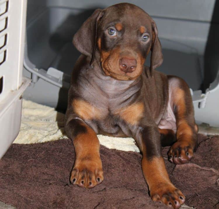 Red and rust male doberman puppy