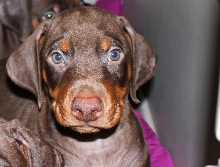 Red and rust male doberman puppy