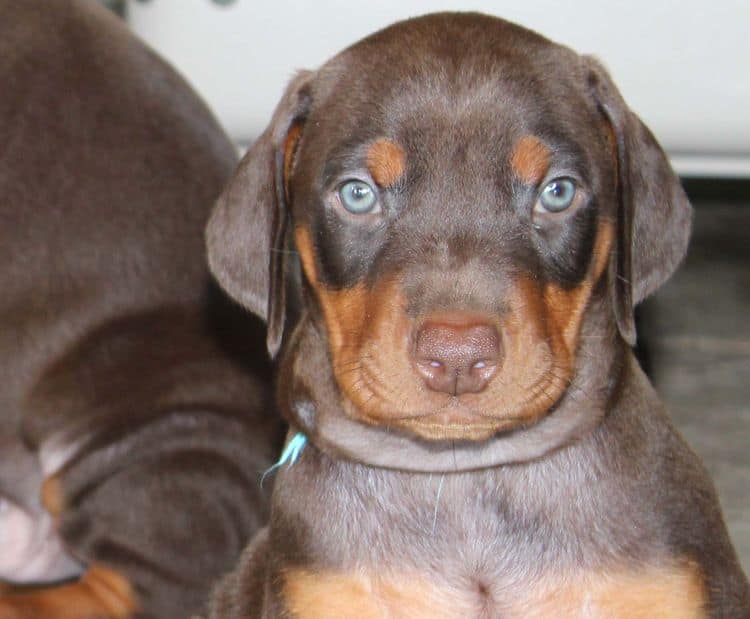 Red and rust male doberman puppy