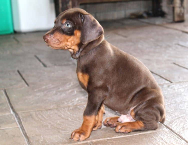 Red and rust male doberman puppy