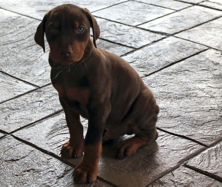 Red and rust male doberman puppy