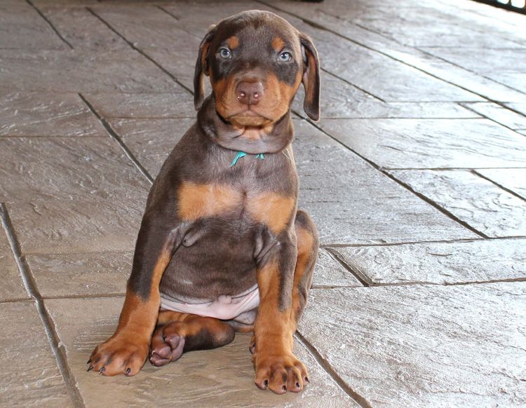 Red and rust male doberman puppy