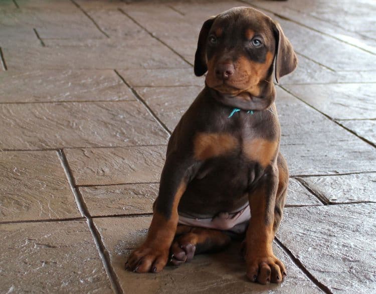 Red and rust male doberman puppy