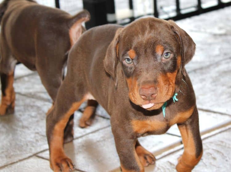 Red and rust male doberman puppy