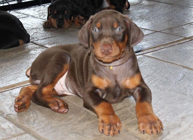 Red and rust male doberman puppy