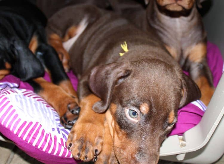 Red and rust male doberman puppy