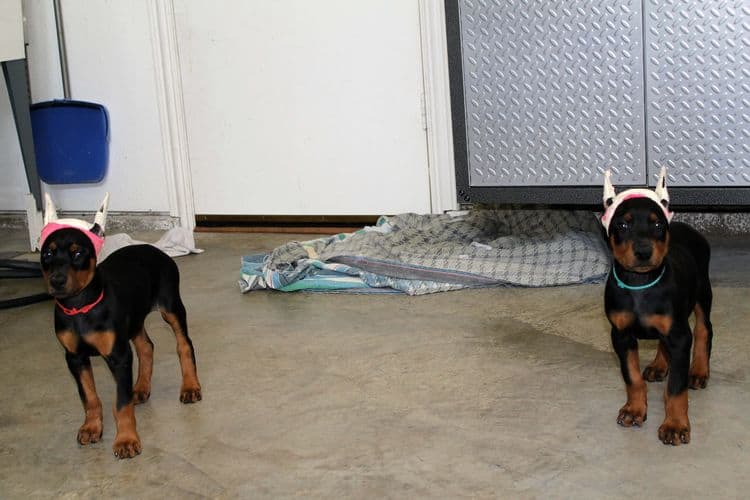 7 week old doberman puppies; red and rust, black and rust