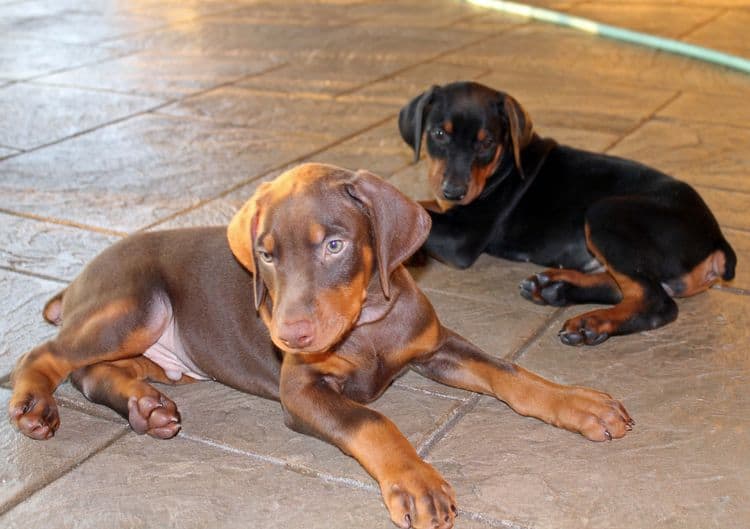 7 week old doberman puppies; red and rust, black and rust