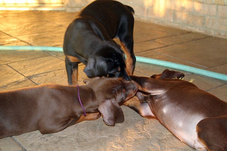 7 week old doberman puppies; red and rust, black and rust