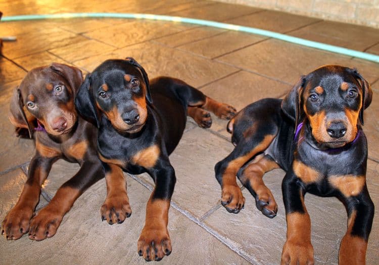 7 week old doberman puppies; red and rust, black and rust