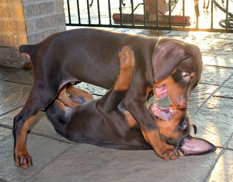 7 week old doberman puppies; red and rust, black and rust