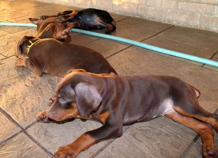 7 week old doberman puppies; red and rust, black and rust