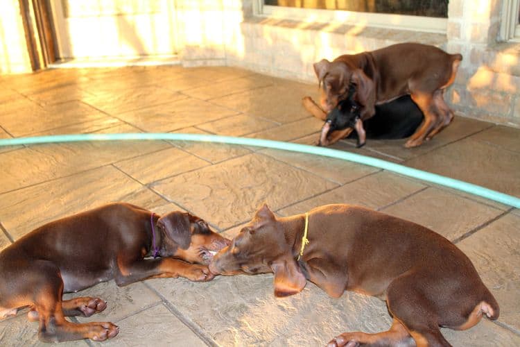 7 week old doberman puppies; red and rust, black and rust