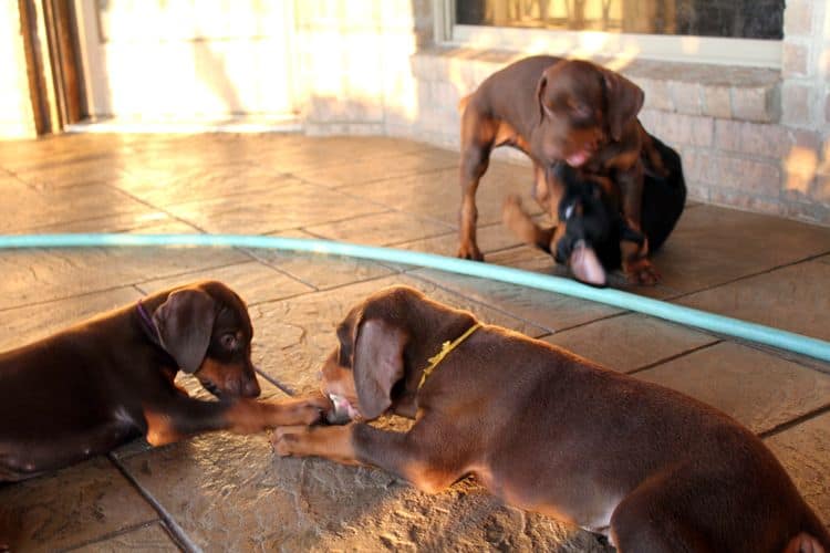 7 week old doberman puppies; red and rust, black and rust