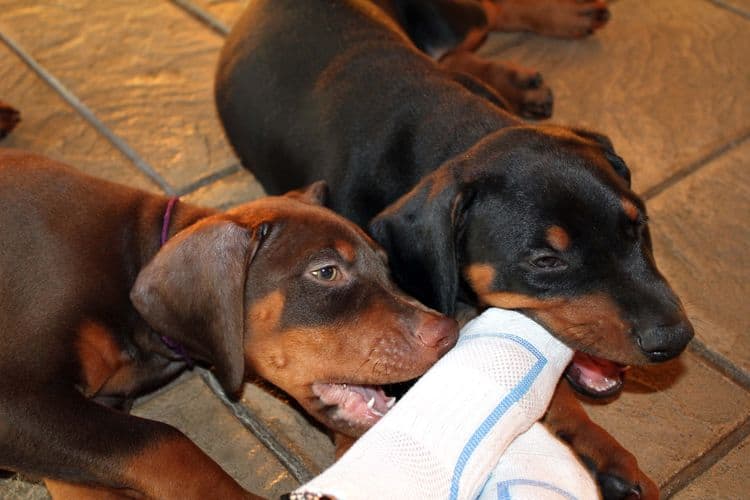 7 week old doberman puppies; red and rust, black and rust