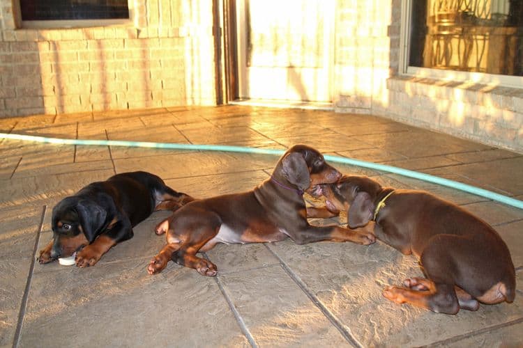 7 week old doberman puppies; red and rust, black and rust