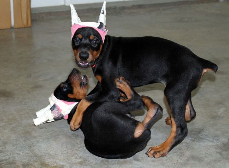 7 week old doberman puppies; red and rust, black and rust