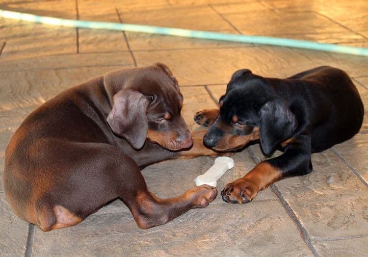 7 week old doberman puppies; red and rust, black and rust