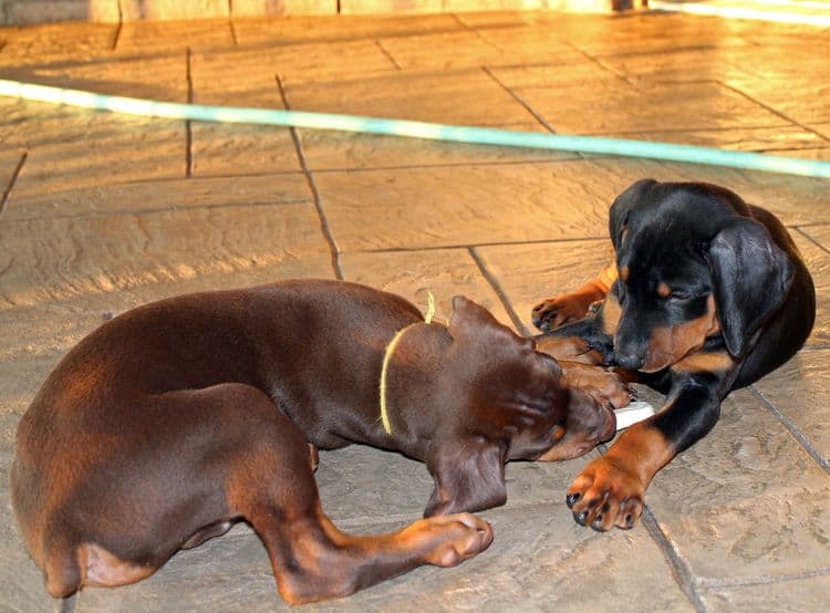 7 week old doberman puppies; red and rust, black and rust