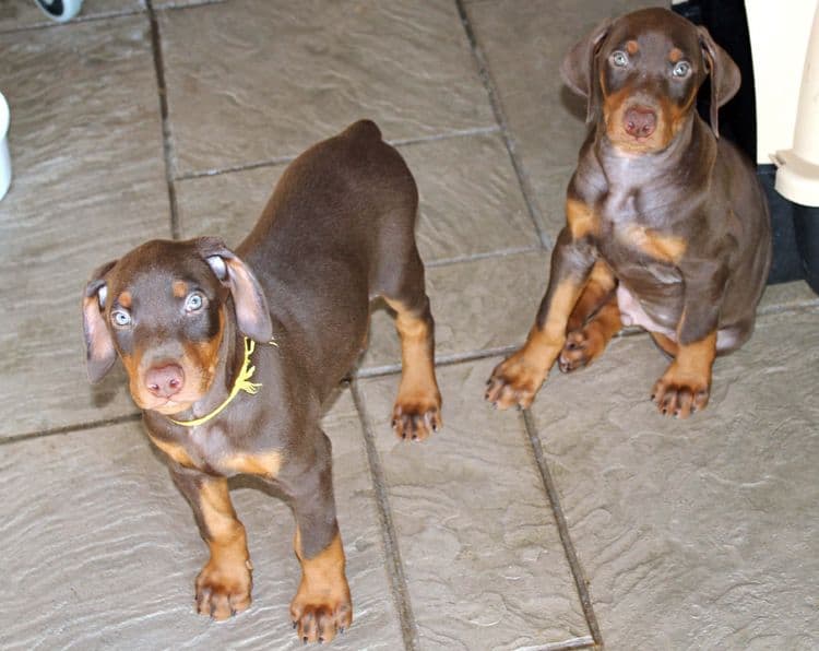 7 week old doberman puppies; red and rust, black and rust