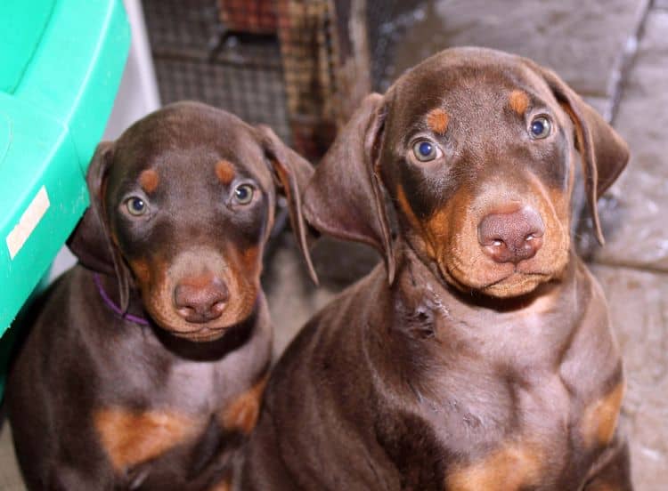 7 week old doberman puppies; red and rust, black and rust