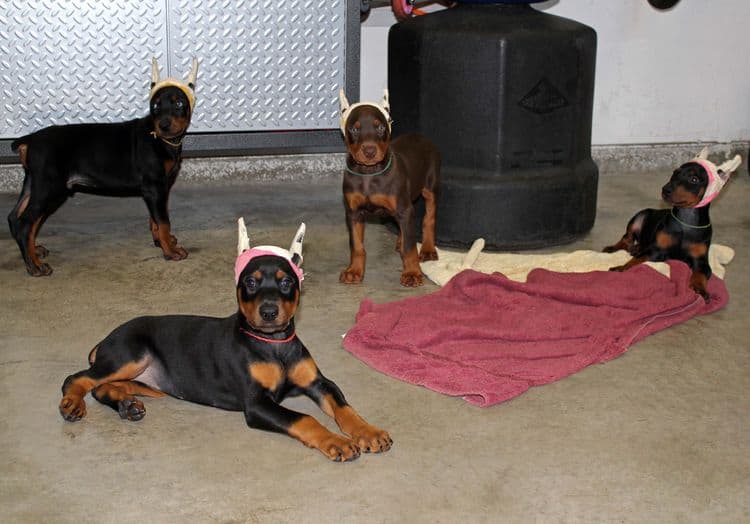 7 week old doberman puppies; red and rust, black and rust