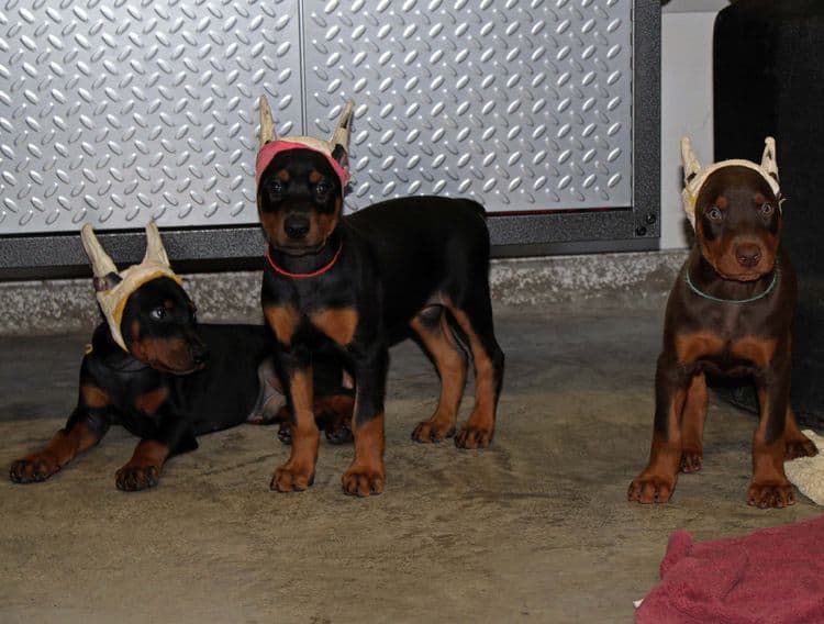 7 week old doberman puppies; red and rust, black and rust