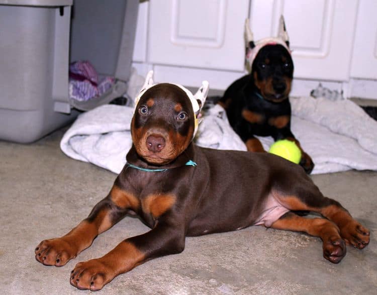 7 week old doberman puppies; red and rust, black and rust