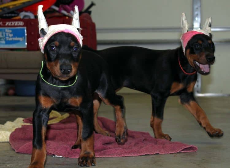 7 week old doberman puppies; red and rust, black and rust