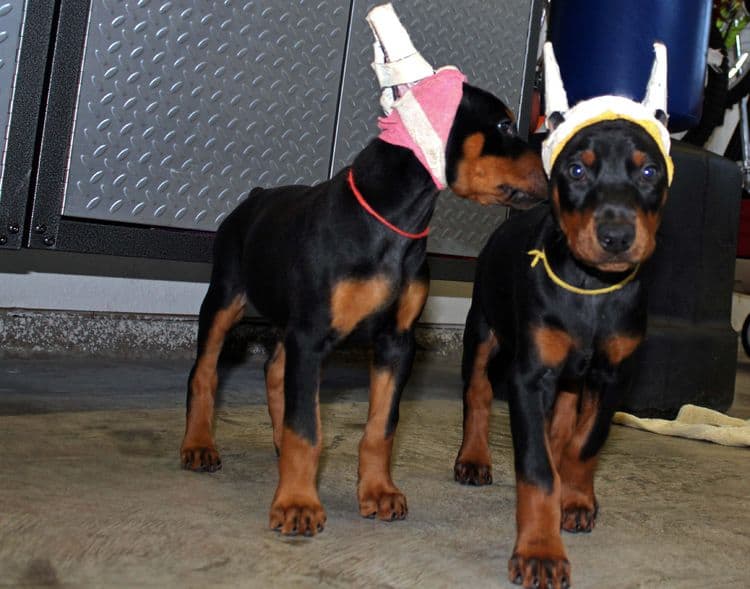 7 week old doberman puppies; red and rust, black and rust