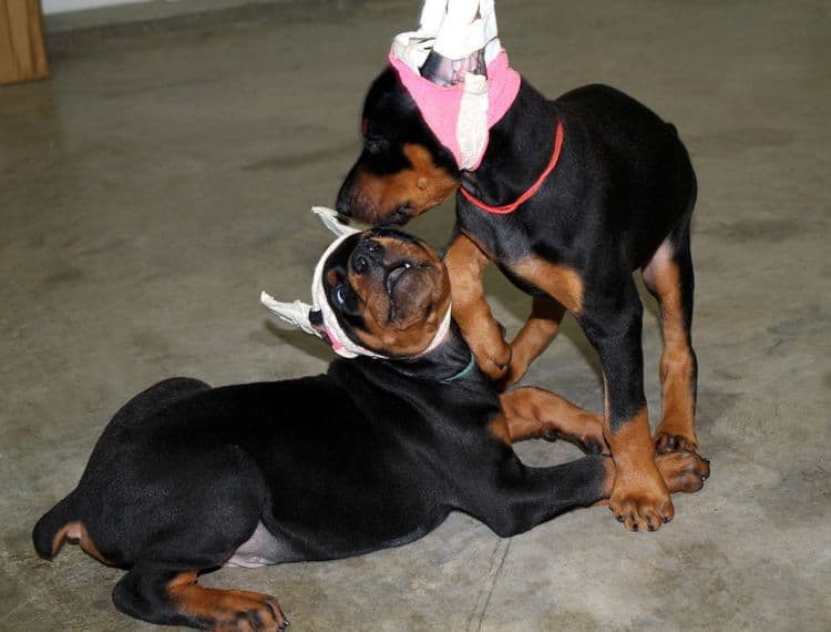 7 week old doberman puppies; red and rust, black and rust