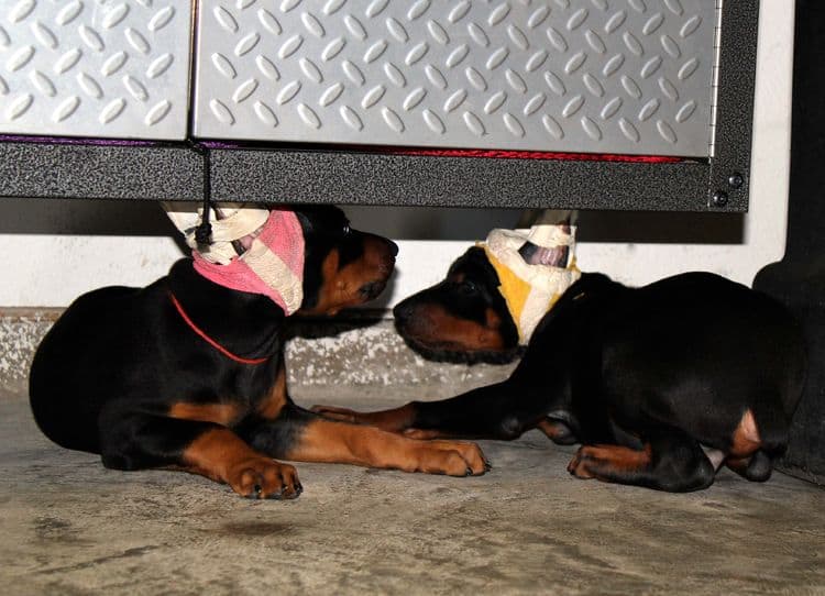 7 week old doberman puppies; red and rust, black and rust