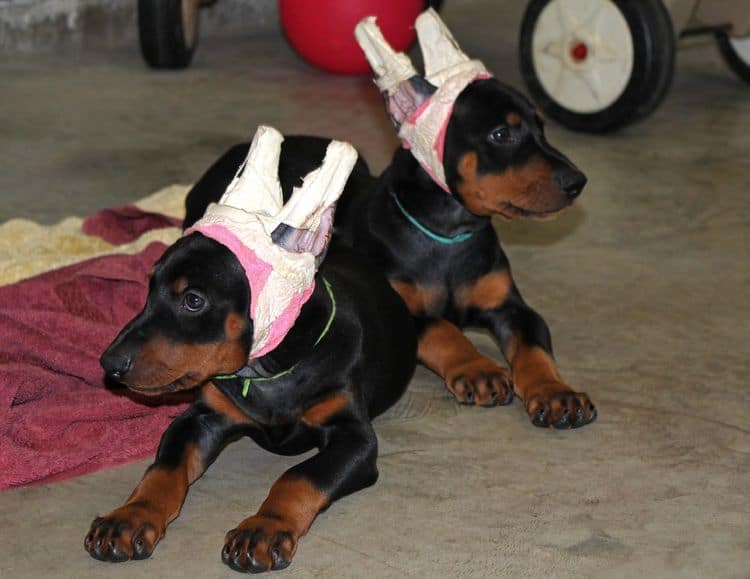 7 week old doberman puppies; red and rust, black and rust