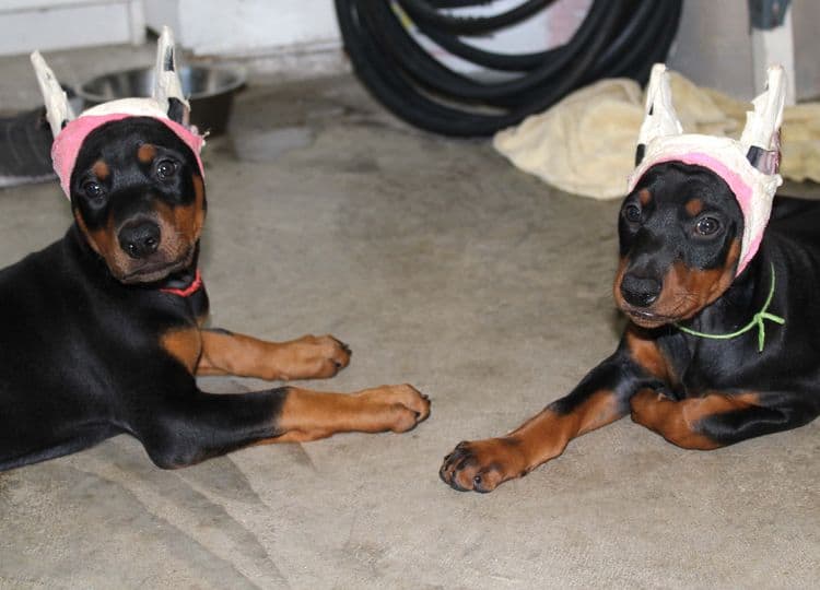 7 week old doberman puppies; red and rust, black and rust