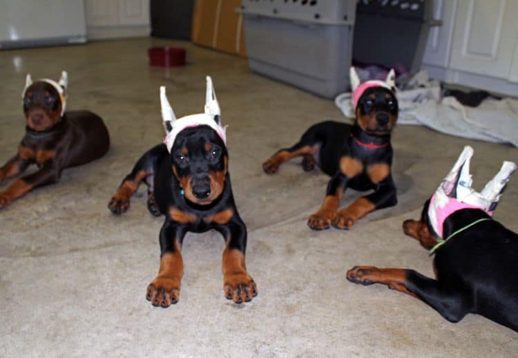 7 week old doberman puppies; red and rust, black and rust