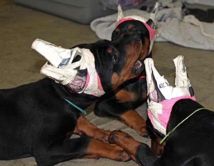 7 week old doberman puppies; red and rust, black and rust