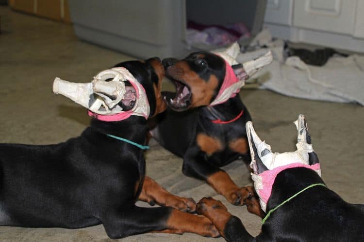 7 week old doberman puppies; red and rust, black and rust