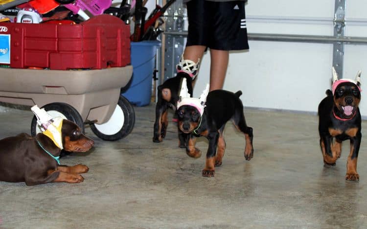 7 week old doberman puppies; red and rust, black and rust