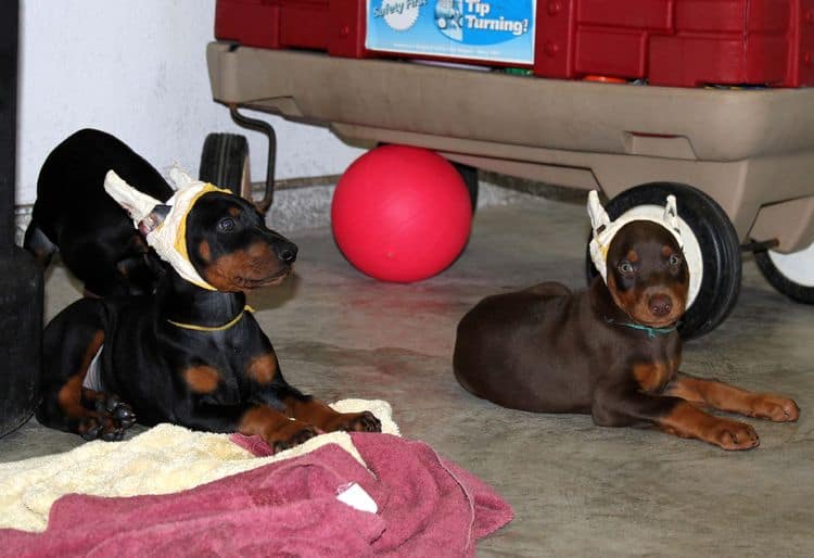 7 week old doberman puppies; red and rust, black and rust