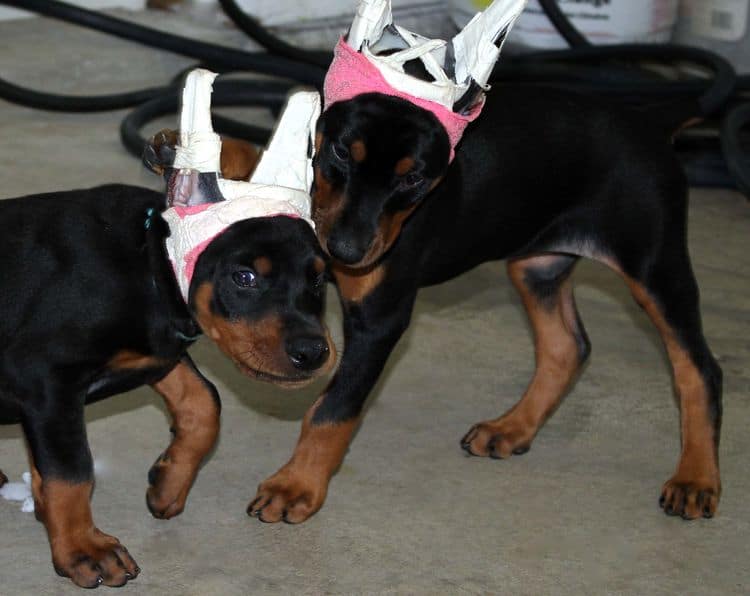 7 week old doberman puppies; red and rust, black and rust