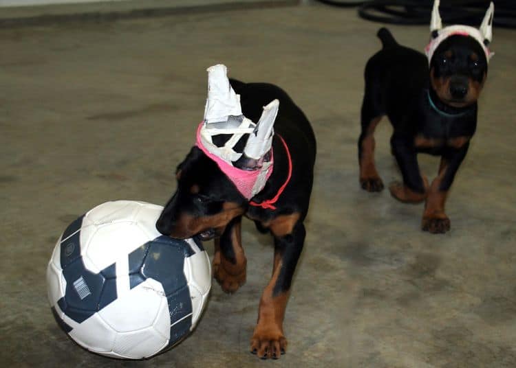 7 week old doberman puppies; red and rust, black and rust