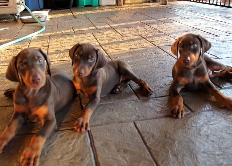 7 week old doberman puppies; red and rust, black and rust