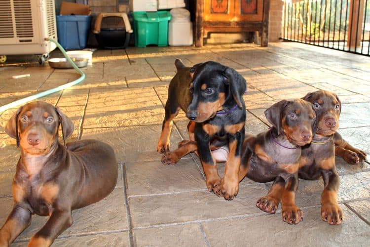 7 week old doberman puppies; red and rust, black and rust