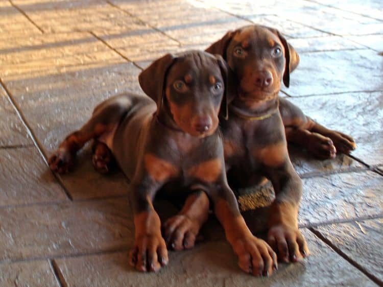 7 week old doberman puppies; red and rust, black and rust