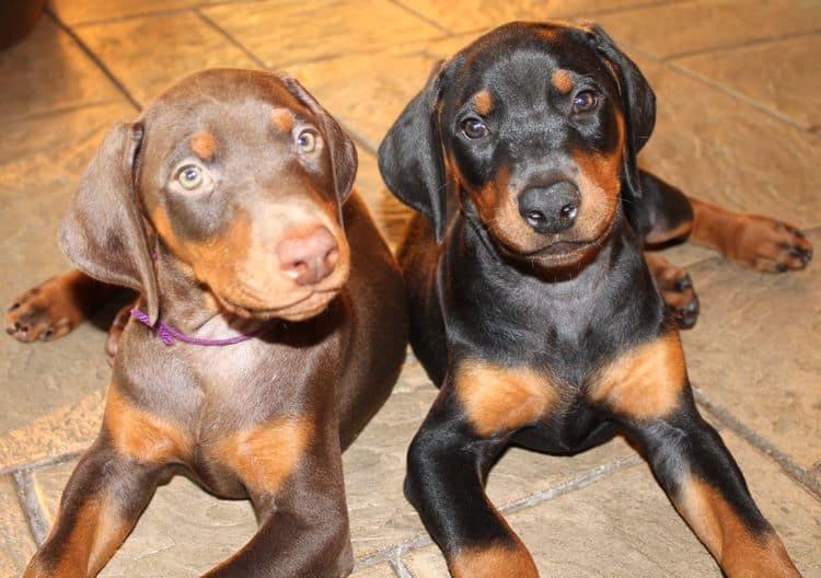 7 week old doberman puppies; red and rust, black and rust