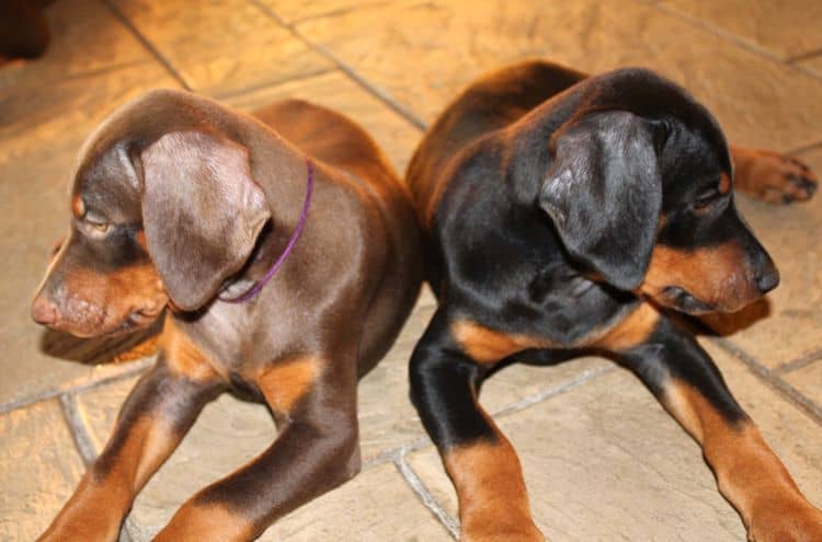 7 week old doberman puppies; red and rust, black and rust