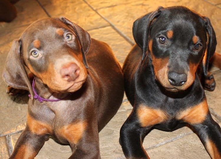 Black and rust female; red and rust female doberman puppies